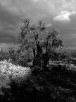 l'antico ulivo l'antico ulivo