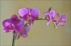 Orchidea Orchidea