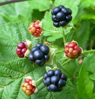 Il banchetto dei golosi Il banchetto dei golosi