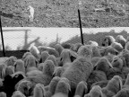 agnello rimasto solo, gregge di pecore che, interstardito, tenta di raggiungerlo spingendo sulla rete