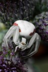 Misumena Vatia Misumena Vatia
