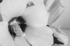 fiore bianco