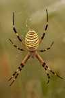 Argiope Argiope