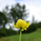 Botton d'oro Botton d'oro