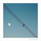 Oh...pallida Luna Oh...pallida Luna