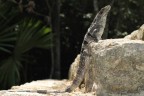 Iguana Iguana