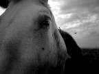 Pessimismo e fastidio equino Pessimismo e fastidio equino