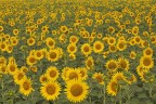 Girasoli Girasoli