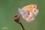 Coenonympha pamphilus Coenonympha pamphilus