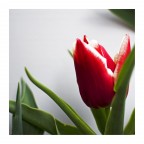 My red one My red one