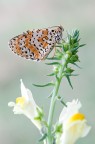 Meliatea didyma Meliatea didyma
