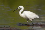 Garzetta (Egretta garzetta) Garzetta (Egretta garzetta)