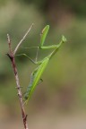 Mantide religiosa Mantide religiosa