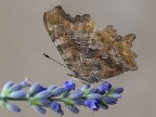 polygonia c-album polygonia c-album