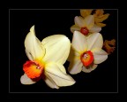 Narcisi...