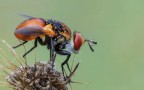 -Gymnosoma sp.