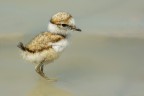 Pullo di Corriere piccolo (Charadrius dubius) Pullo di Corriere piccolo (Charadrius dubius)
