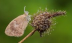 Coenonimpha pamphilius... Coenonimpha pamphilius...