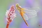 Sympetrum flaveolum.... Sympetrum flaveolum....