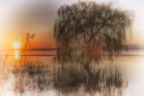 Salice sul lago Salice sul lago