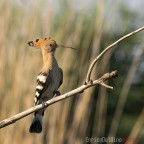 Upupa al quadrato Upupa al quadrato