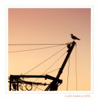 Il Re... del caos Il Re... del caos