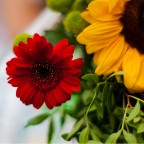 fiori2 -la vendetta... ;) fiori2 -la vendetta... ;)