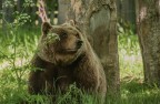 orso marsicano orso marsicano