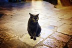 Gatto nero a Lecce Gatto nero a Lecce
