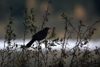 silhouette silhouette