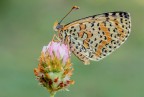 Melitaea didyma... Melitaea didyma...