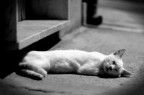 Sogno di una notte di mezza estate Sogno di una notte di mezza estate