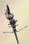 Heteroptera - Coreidae