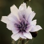 La mia prima macro La mia prima macro