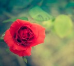 The rose boy The rose boy