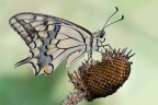 Papilio Machaon Papilio Machaon