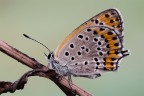 Lycaena thersamon Lycaena thersamon