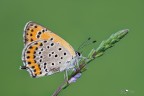 lycaena thersamon lycaena thersamon