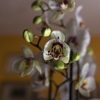 Anniversario Anniversario