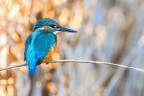 sony a77II;minolta 400mm; f7.1;iso 400; 1/320sec treppiedi.
martin pescatore su canna secca con uno sfondo di canne illuminate da dietro il sole.