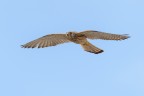 Volo d'angelo
