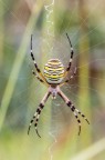 Strafotografata, la femmina di Argiope Bruennichi rimane pur sempre uno dei ragni italiani pi belli e colorati.
Curiosa la tipica cucitura a zig-zag disegnata sulla sua grande ragnatela, che probabilmente ha lo scopo di rendere visibile la ragnatela stessa agli uccelli e... ai fotografi, evitando che vi si impiglino e la danneggino.

Critiche e commenti sono graditi
[url=http://postimg.org/image/4n1wjw0dh/full/]H.R.[/url]