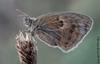 Coenonympha pamphilus Coenonympha pamphilus
