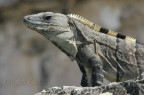 Iguana Iguana