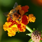 *** Il Barone Rosso *** *** Il Barone Rosso ***