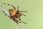 Araneus diadematus Araneus diadematus