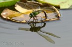 Anax imperator Anax imperator