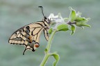 Papilio Machaon Papilio Machaon
