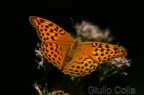 Argynnis paphia