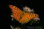 Argynnis paphia Argynnis paphia